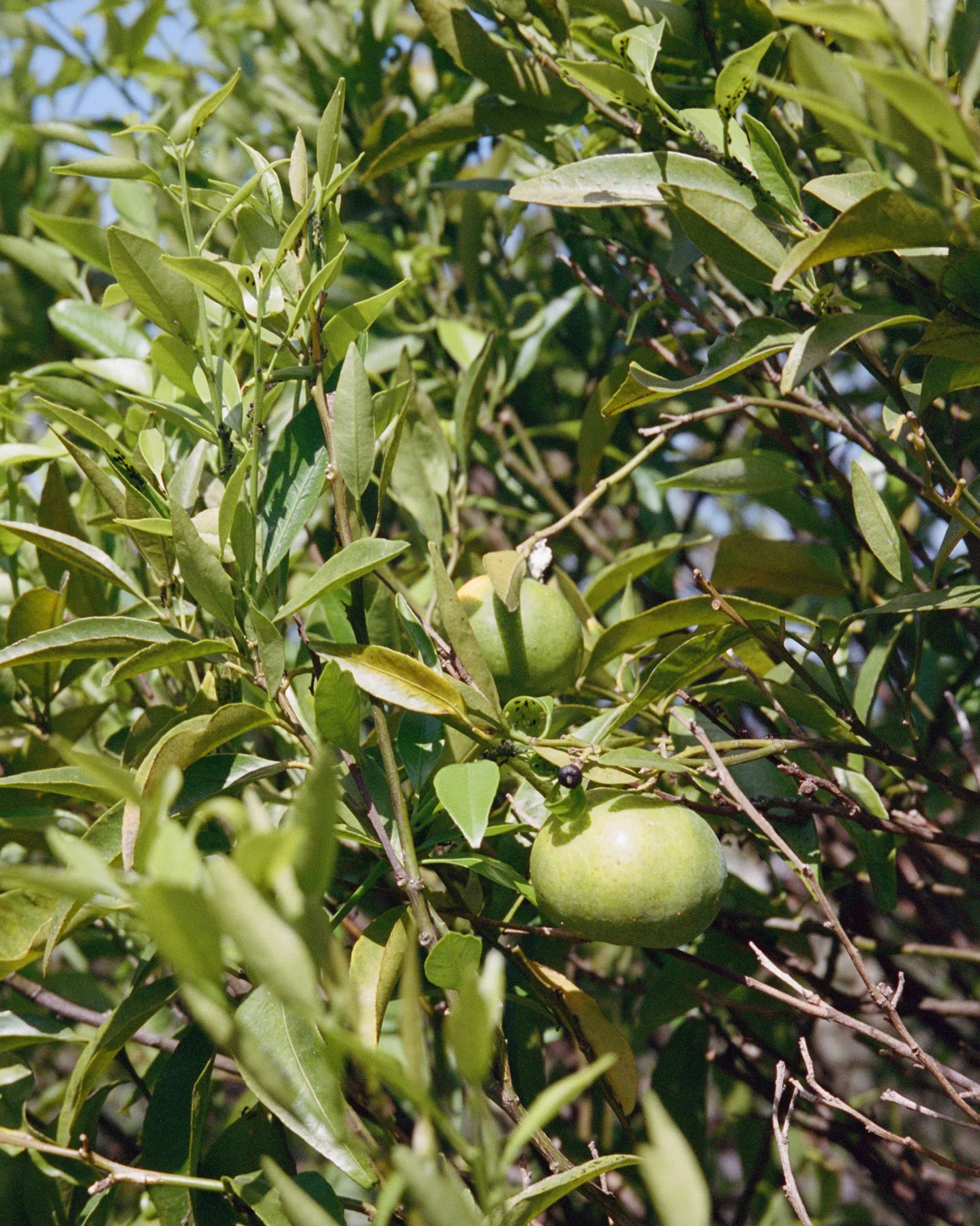 104 Hand & Body Wash Bergamot/Patchouli - Image 3
