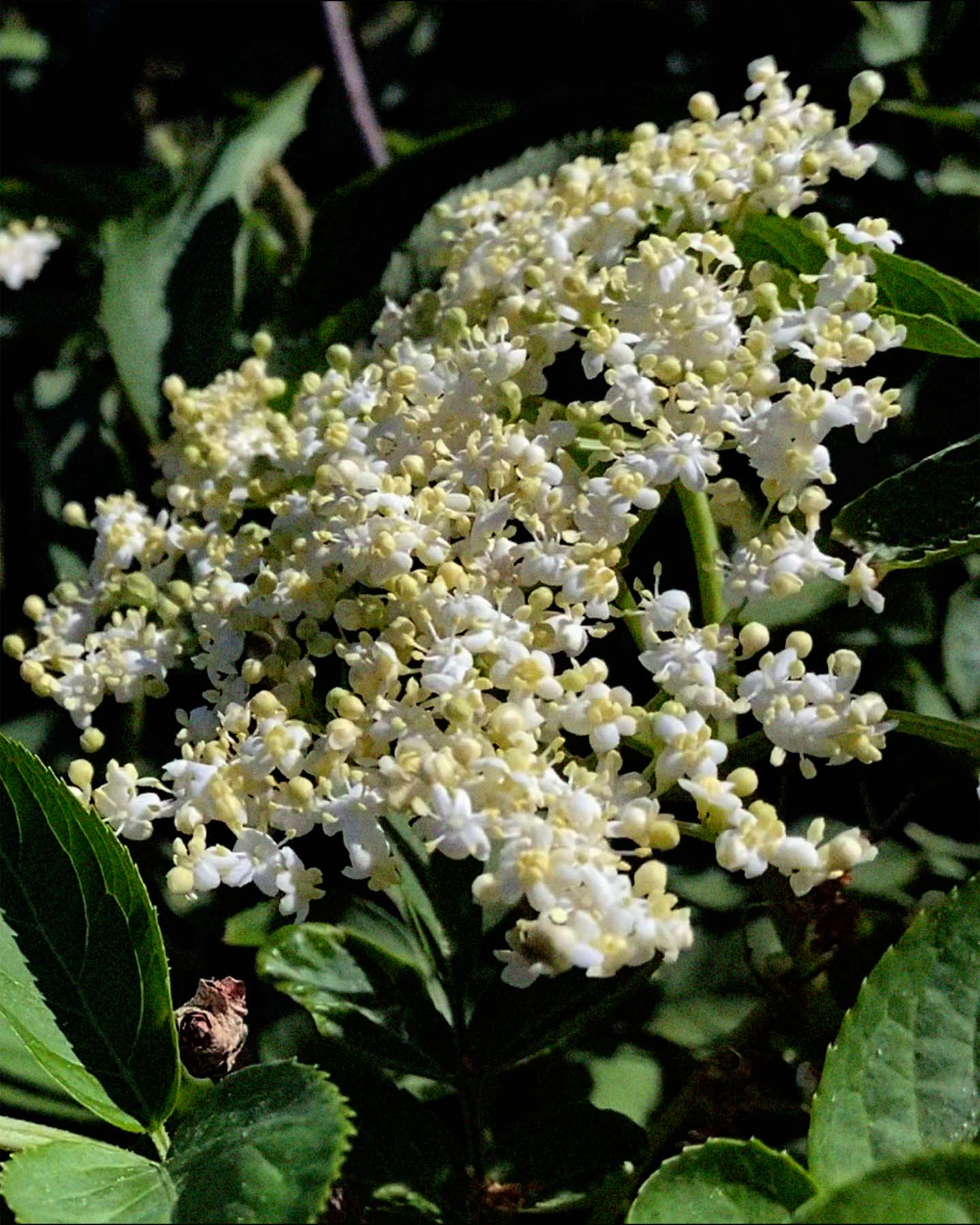 242 Hand & Body Wash Elder - Image 3