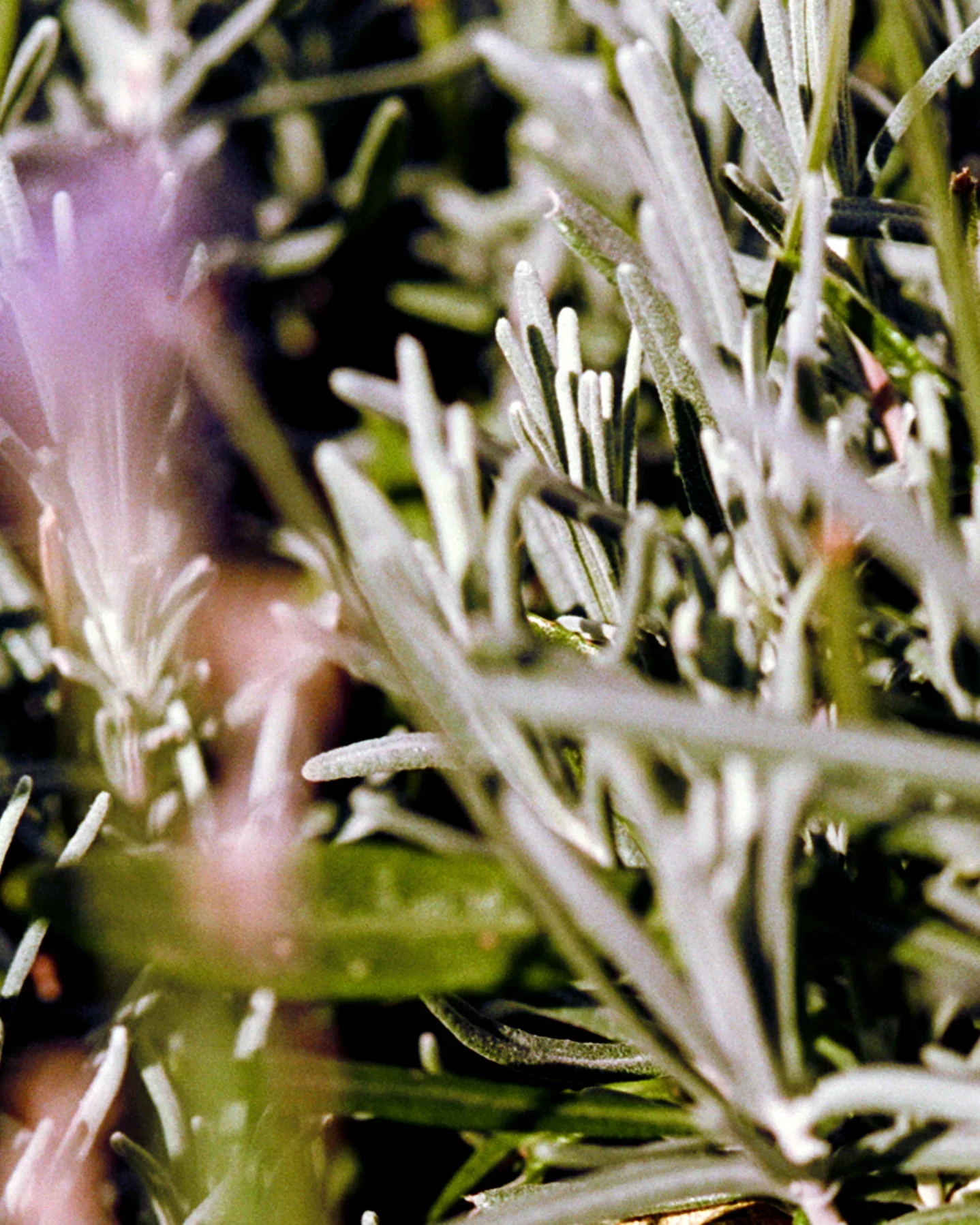 092 Hand Cream - Sage/Rosemary/Lavander - Image 4